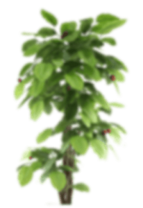 plante